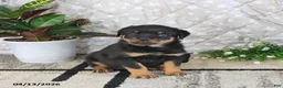 Rottweiler dogs for sale: Annabelle - Ad 1