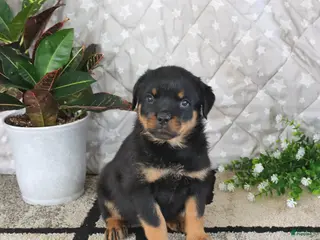 Rottweiler dogs for sale: Annabelle - Ad 3