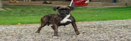 Boxer dogs for sale: Benson - Ad 6