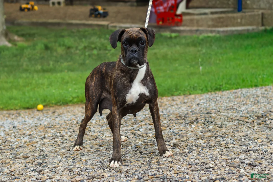 Boxer dogs for sale: Benson - Ad 6
