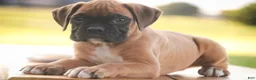 Boxer dogs for sale: Boxer 1 - Ad 6
