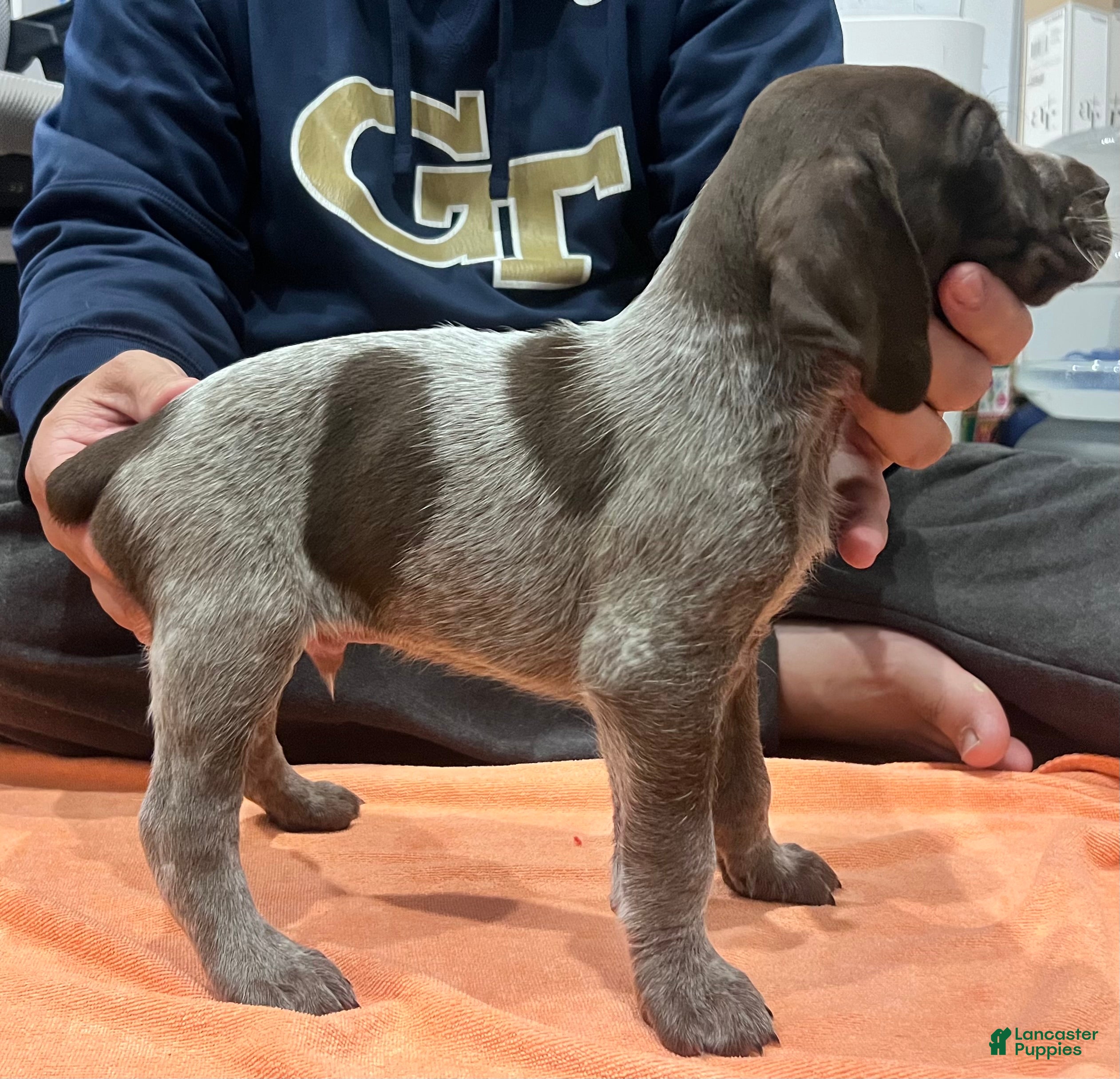 Mixed Breed dogs Mixed Breed Puppy 1 - Ad 40