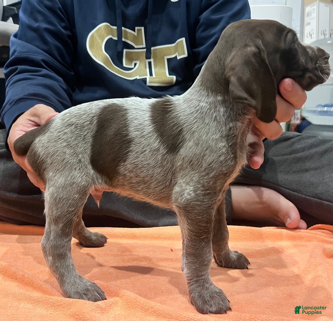 Mixed Breed dogs for sale: Mixed Breed Puppy 1 - Ad 1