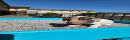 Miniature Dachshund dogs for sale: Rosalina - Ad 9