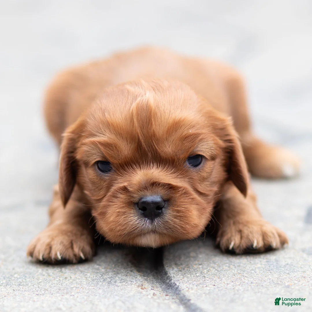 Cavalier King Charles Spaniel dogs for sale: Pearl Cavalier King Charles Spaniel Puppy  - Ad 1