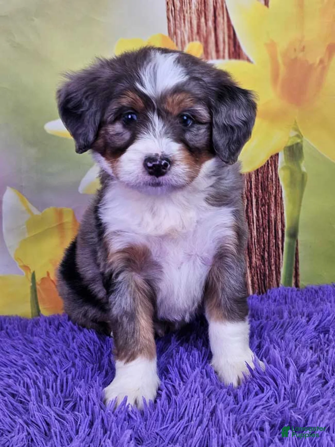 Mini Bernedoodle dogs for sale: Bay - Ad 1