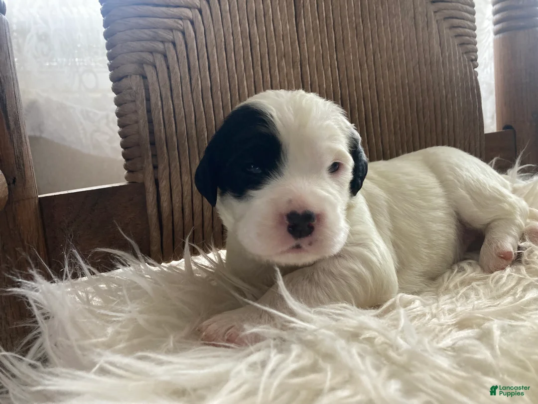 English Setter dogs for sale: Dally - Ad 1