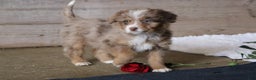 Mixed Breed dogs for sale:  chase - Ad 15