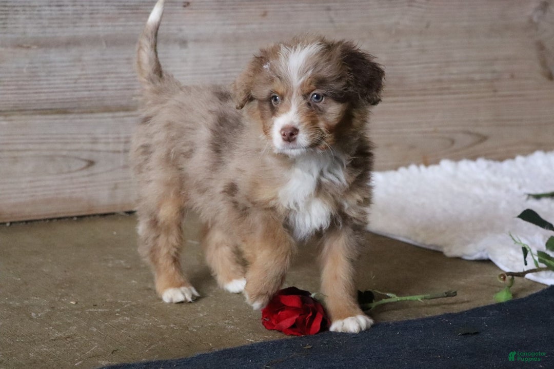 Mixed Breed dogs for sale:  chase - Ad 15