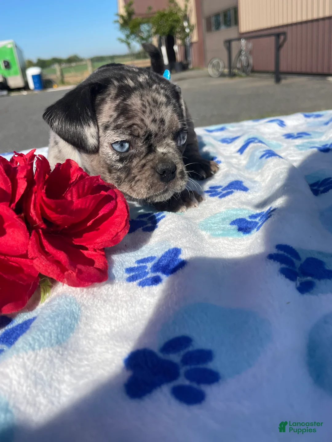 Pug dogs for sale: Lola - Ad 4