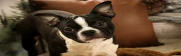 Boston Terrier dogs for sale: Howie - Ad 6