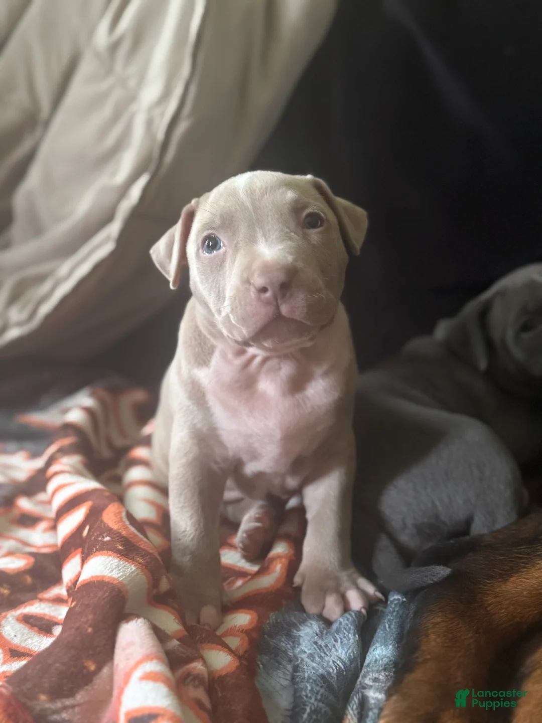 Mixed Breed dogs for sale: Vinny - Ad 1