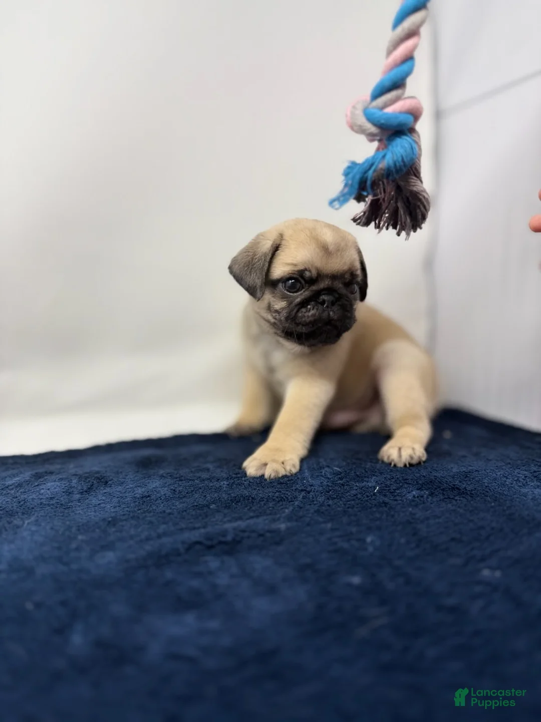 Pug dogs for sale: Rumble - Ad 4