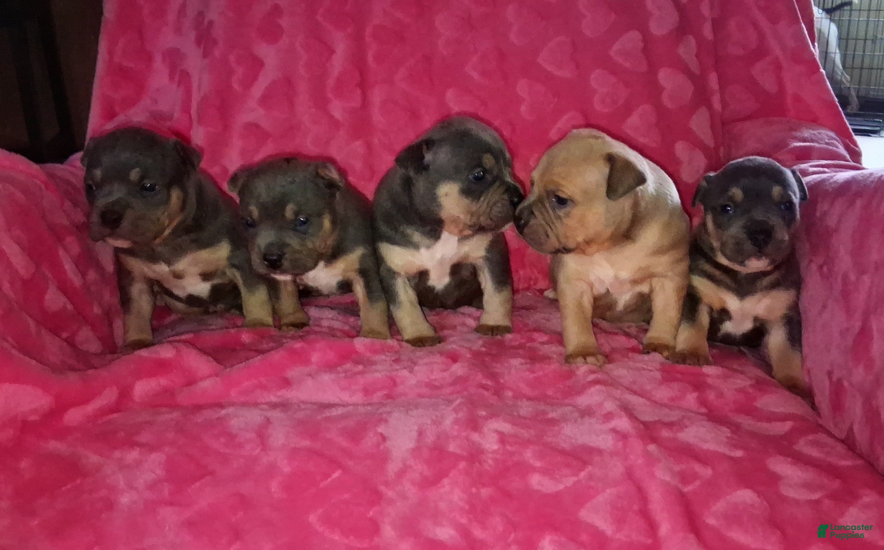 American Bully dogs American Bully Puppy 1 - Ad 1