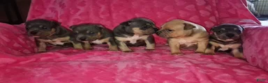 American Bully Puppy 1