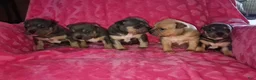 American Bully dogs for sale: American Bully Puppy 1 - Ad 1