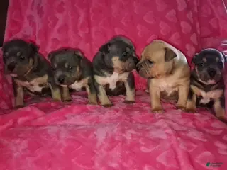 American Bully dogs for sale: American Bully Puppy 1 - Ad 3