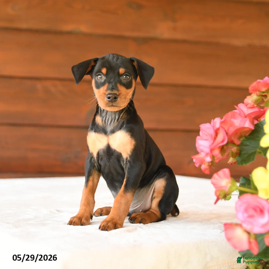 Miniature Pinscher dogs for sale: Carter - Ad 1