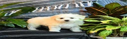 Bichon Frise dogs for sale: Popcorn - Ad 4
