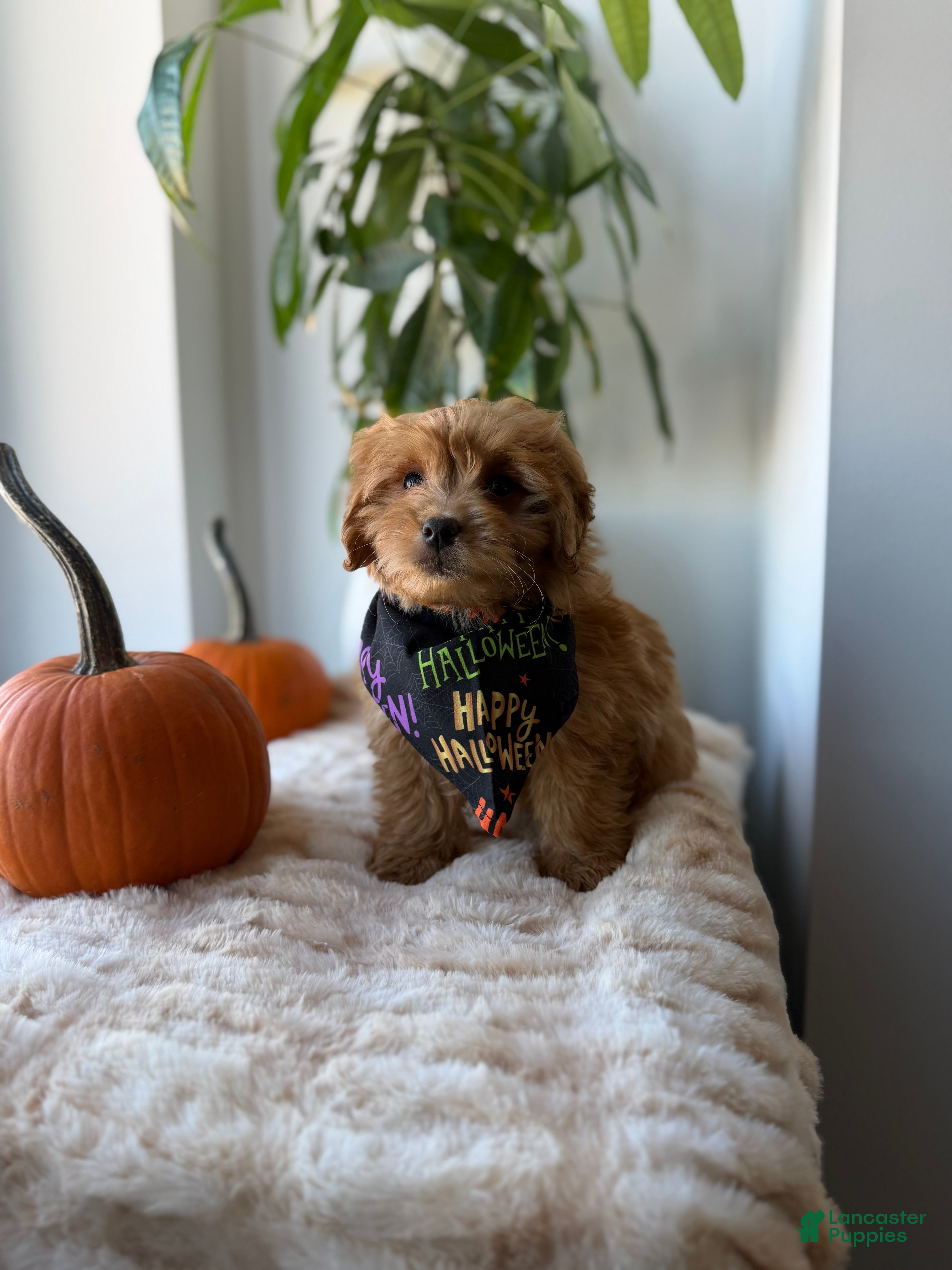 Mini Goldendoodle dogs Dior - Ad 2