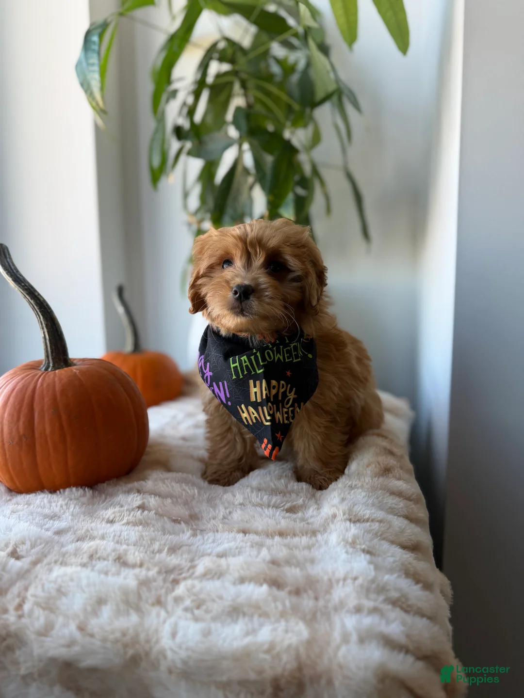 Mini Goldendoodle dogs for sale: Dior - Ad 2