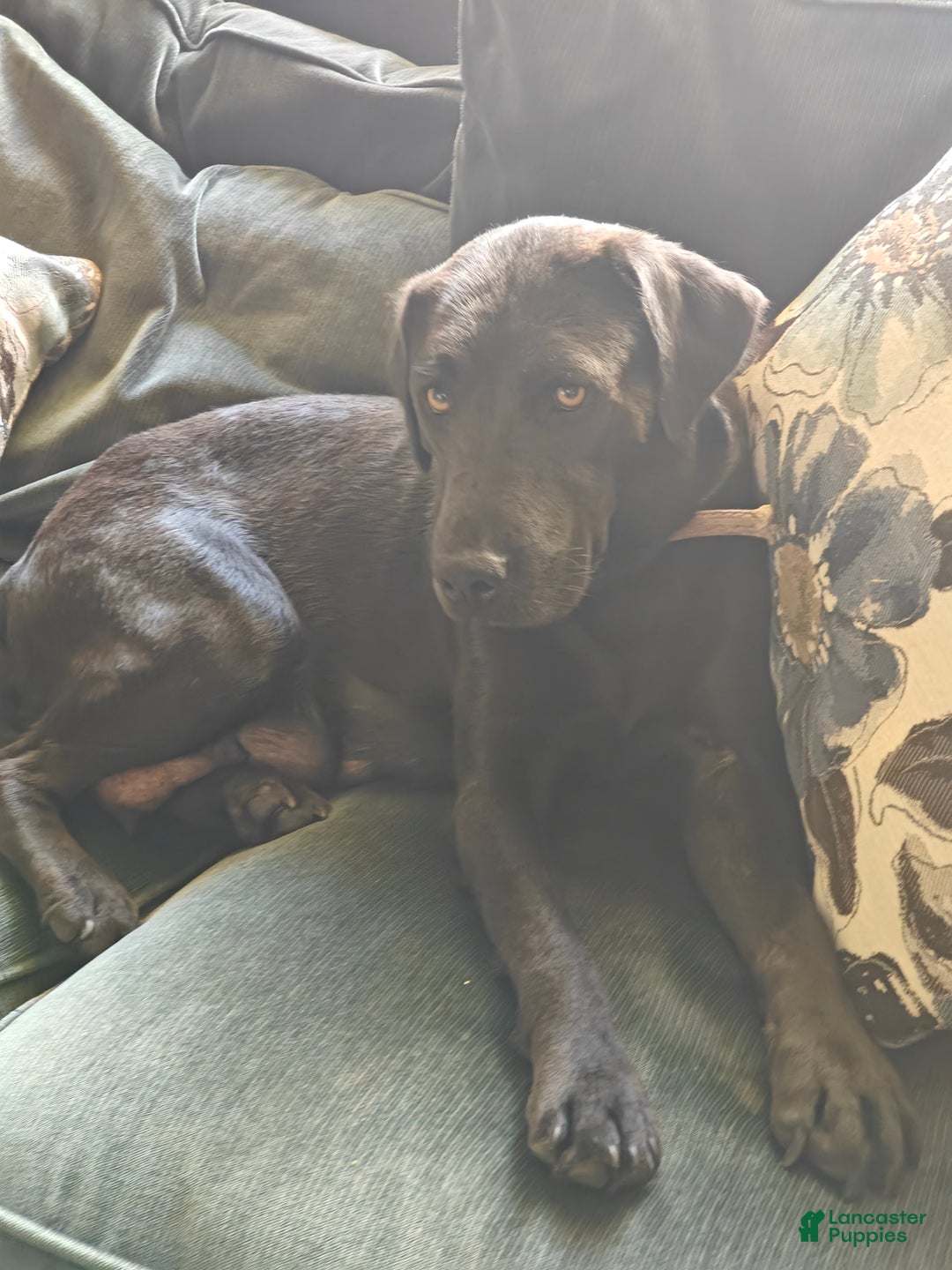 Labrador Retriever dogs for sale: Labrador Retriever Puppy 5 - Ad 2