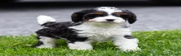 Cavapoo dogs for sale: Echo Cavapoo Puppy  - Ad 10