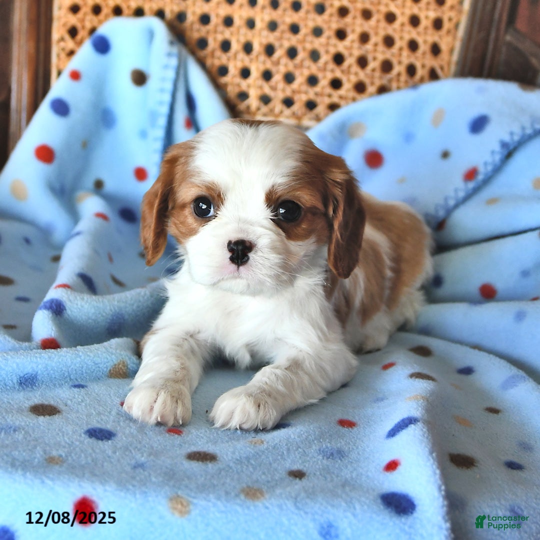 Cavalier King Charles Spaniel dogs for sale: Rosie - Ad 3