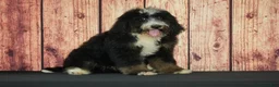 Bernedoodle dogs for sale: Camden F1 - Ad 1
