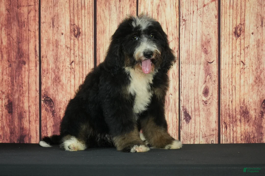 Bernedoodle dogs for sale: Camden F1 - Ad 1
