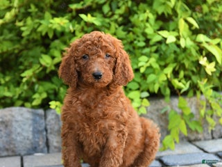 Goldendoodle dogs - Ad 25