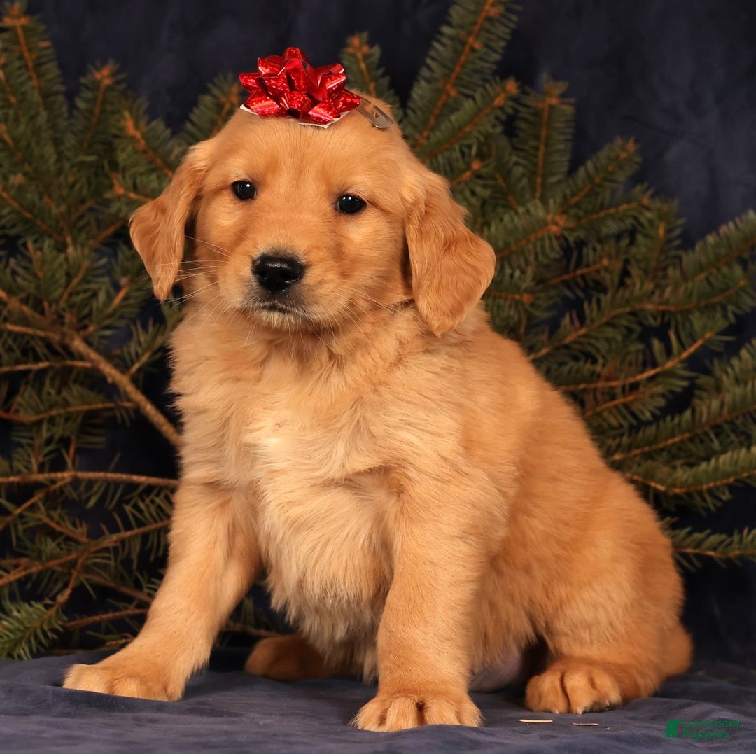 Golden Retriever dogs for sale: Duke - Ad 3