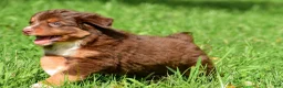 Miniature Australian Shepherd dogs for sale: Izzy - Ad 12