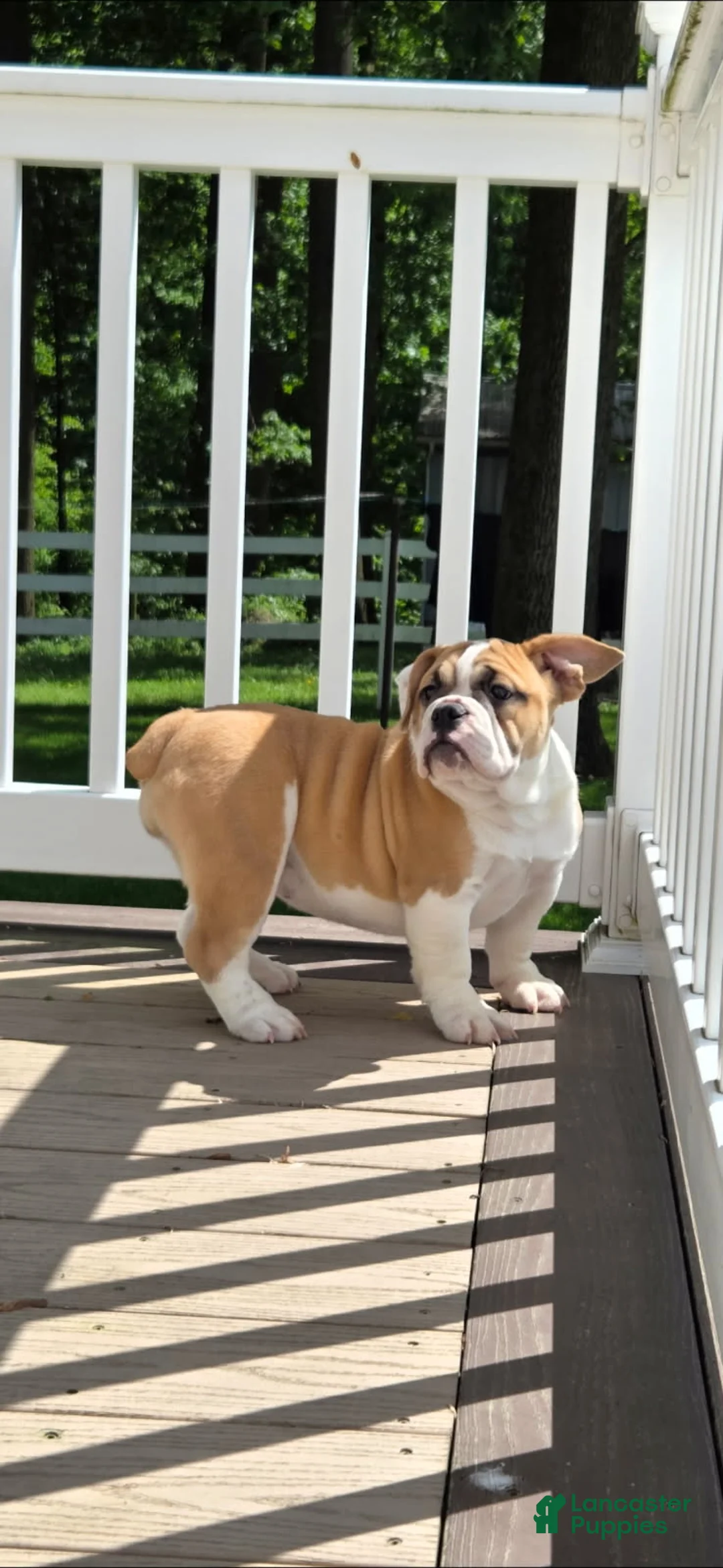 Mixed Breed dogs for sale: Summer - Ad 2