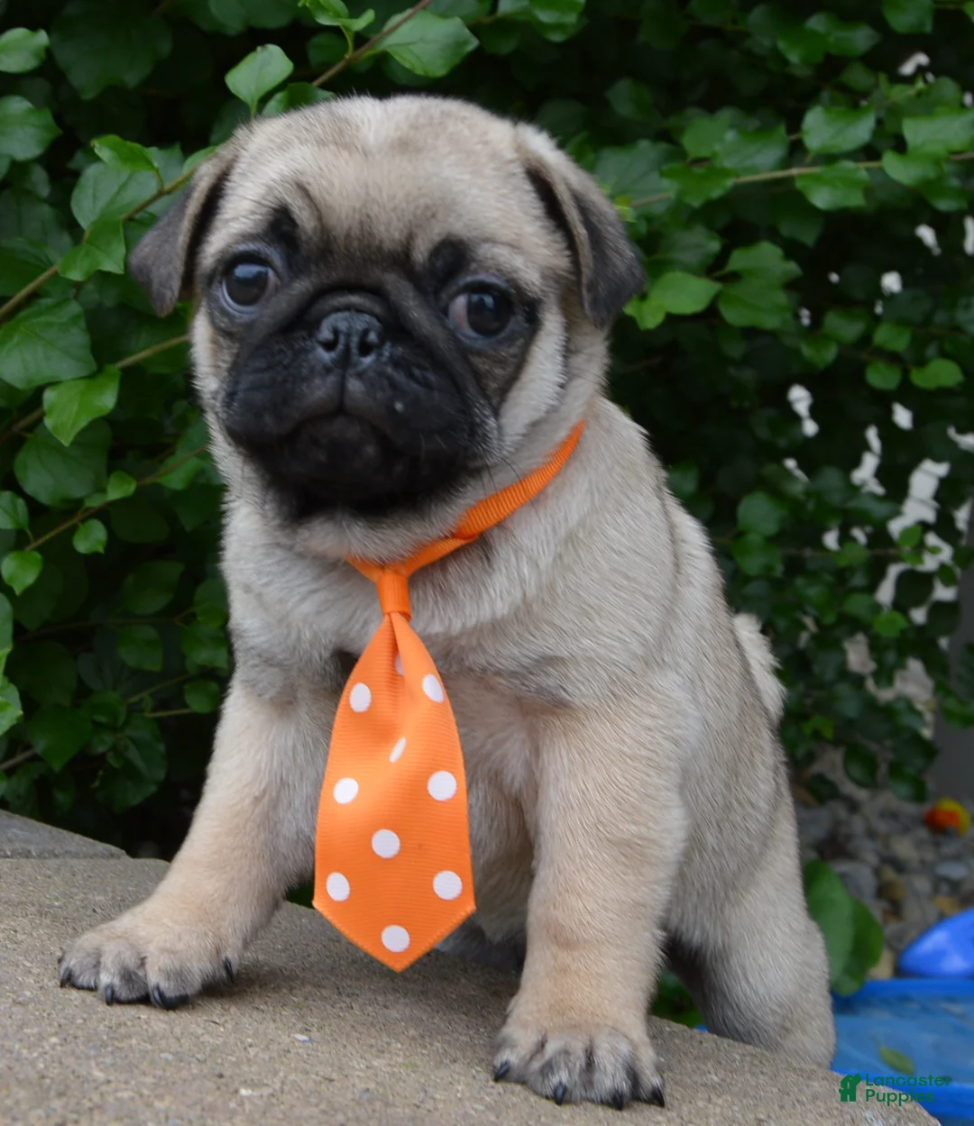 Pug dogs for sale: Porter - Ad 2
