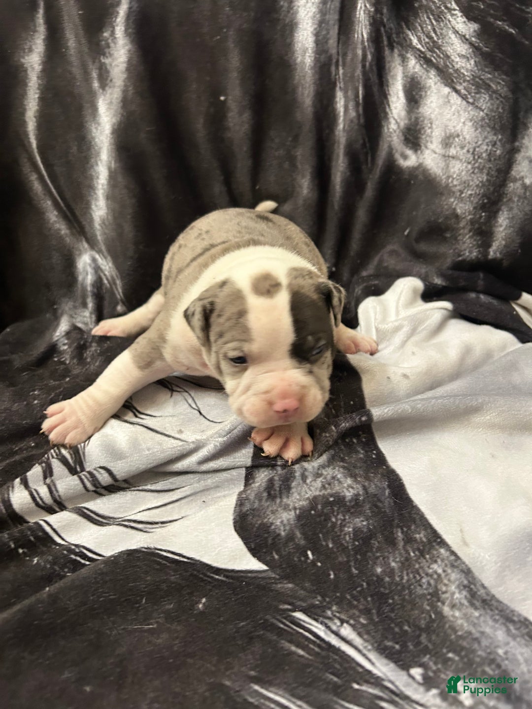 American Bully dogs for sale: American Bully Puppy 2 - Ad 8
