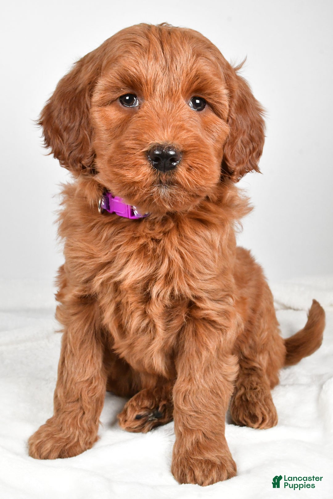 Goldendoodle dogs for sale: Patty-medium size  - Ad 3
