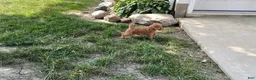 Mini Goldendoodle dogs for sale: Mindy Mini Goldendoodle  - Ad 8