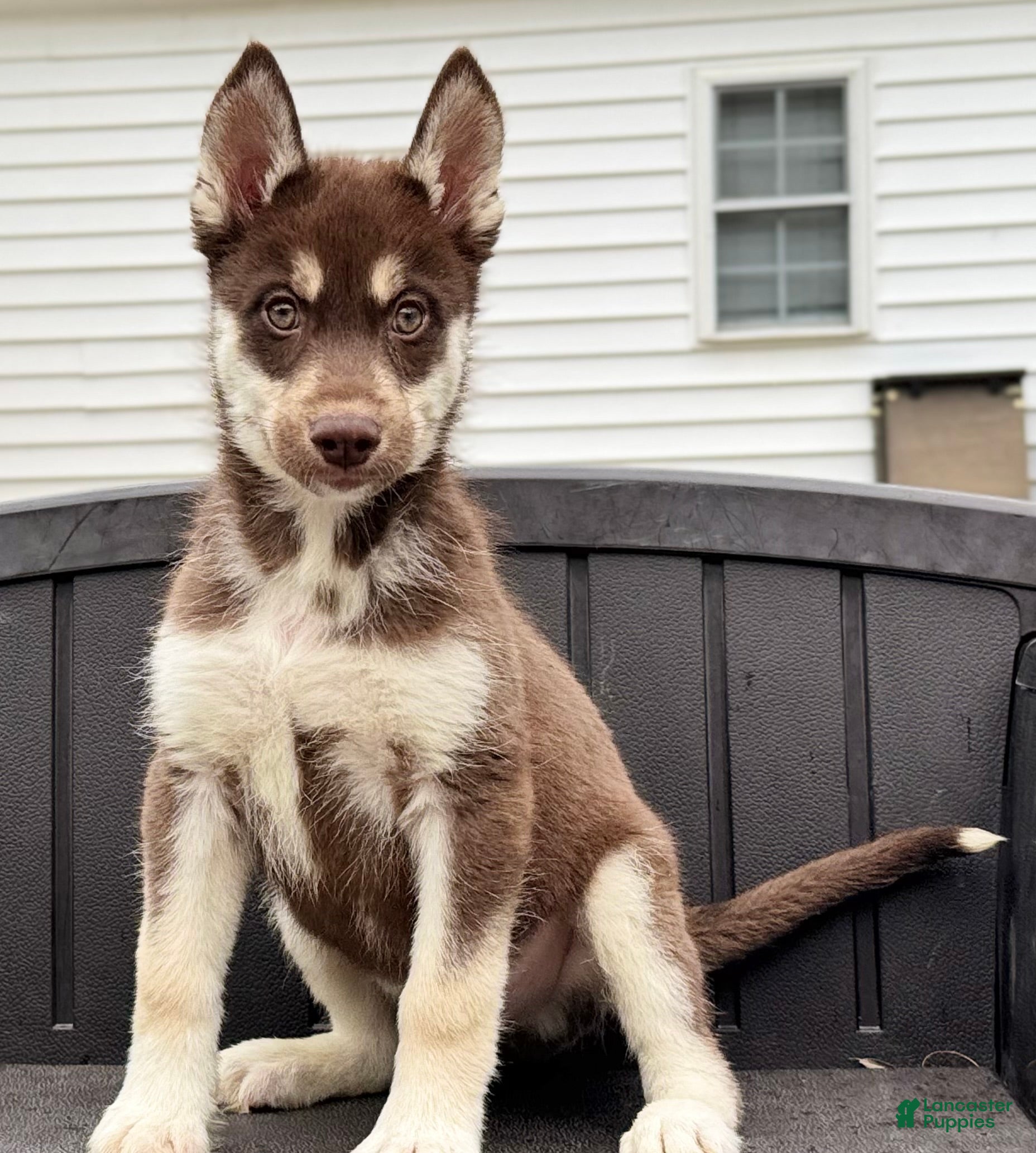 Siberian Husky dogs Quigley - Ad 34