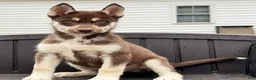 Siberian Husky dogs for sale: Quigley - Ad 3