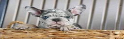 French Bulldog dogs for sale: 🐾 Magnes - Ad 3