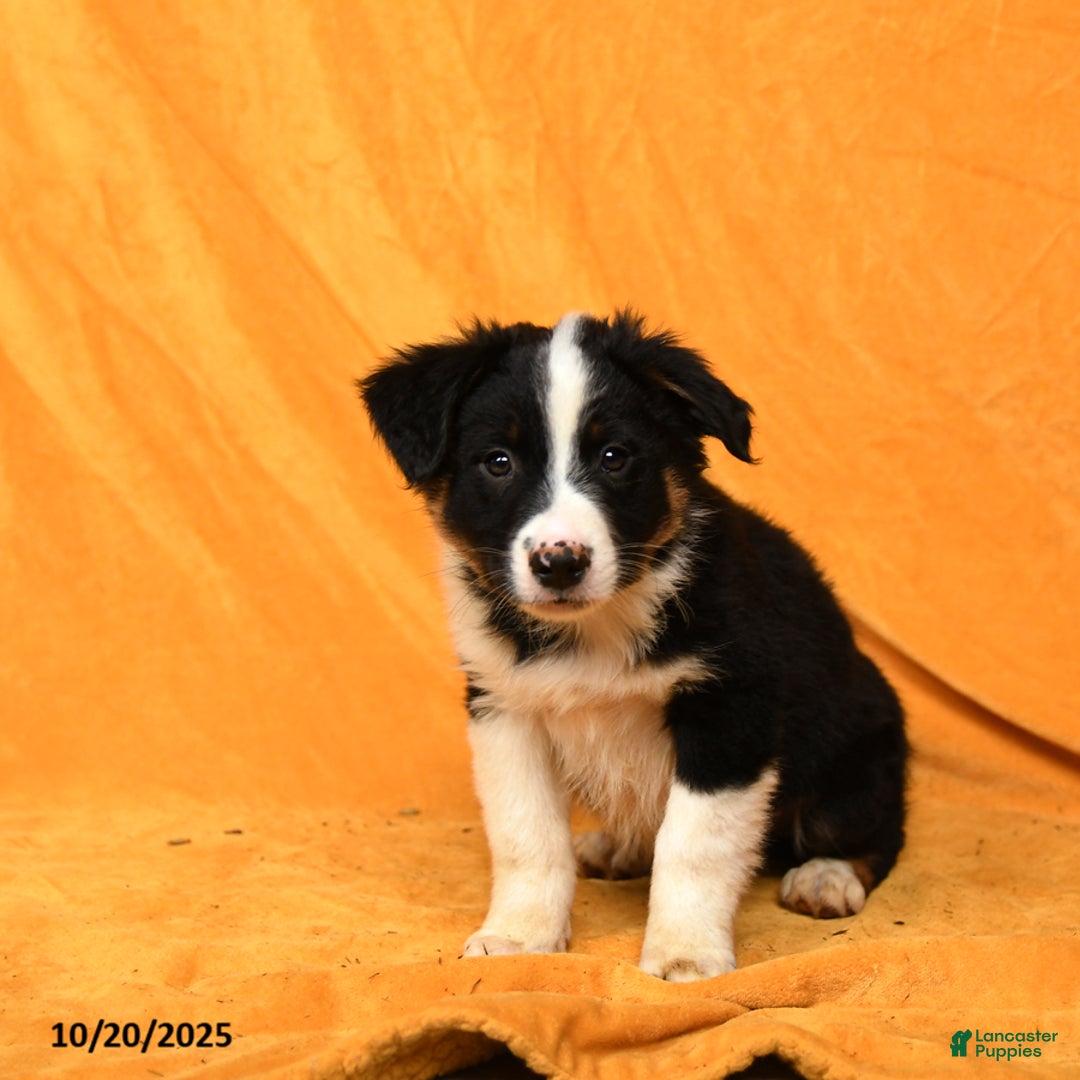 Australian Shepherd dogs for sale: Paws - Ad 3