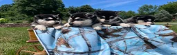 Alaskan Klee Kai dogs for sale: Skye❤️ICA Registered🐾Text or Call 610-643-6846 - Ad 1