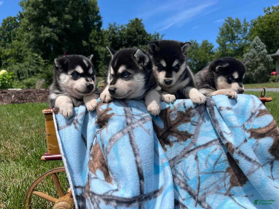 Alaskan Klee Kai dogs for sale: Skye❤️ICA Registered🐾Text or Call 610-643-6846 - Ad 1