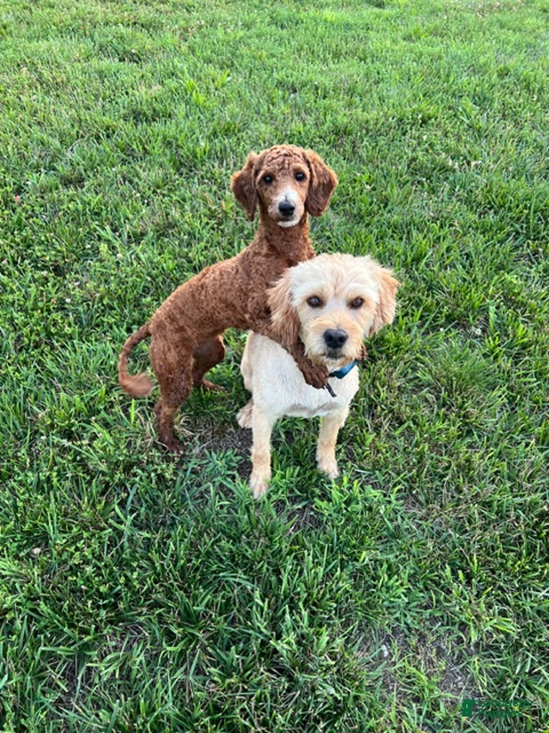 Labradoodle dogs for sale: V-Star  - Ad 2