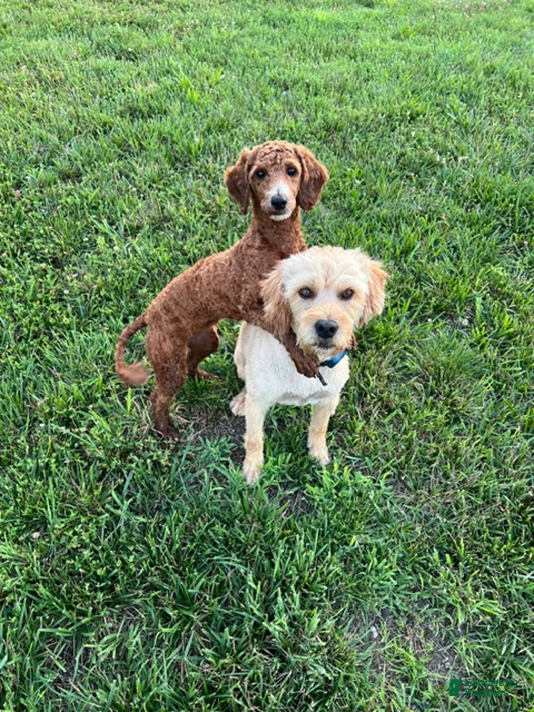 Labradoodle dogs for sale: Spunky  - Ad 2