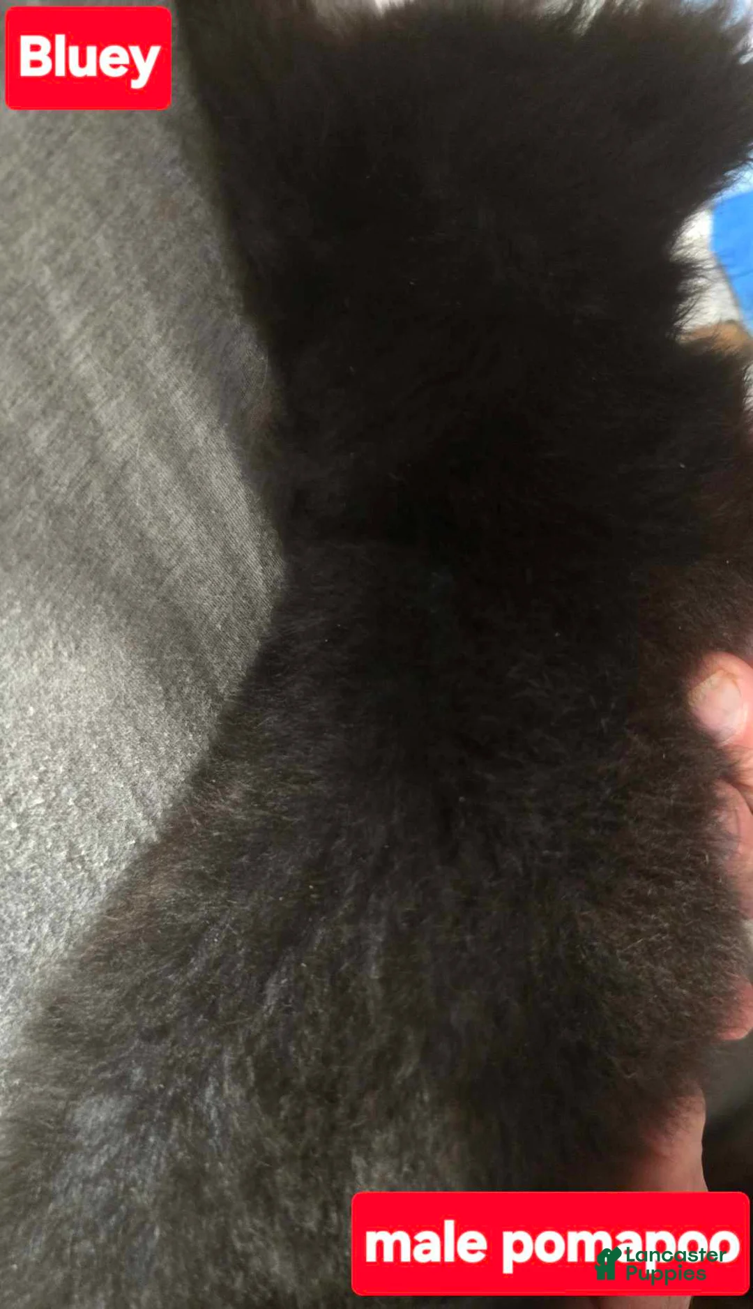 Pomapoo dogs for sale: Bluey - Ad 1