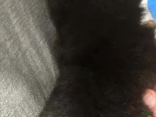 Pomapoo dogs for sale: Bluey - Ad 2