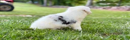 Australian Shepherd dogs for sale: Maggie - Ad 3