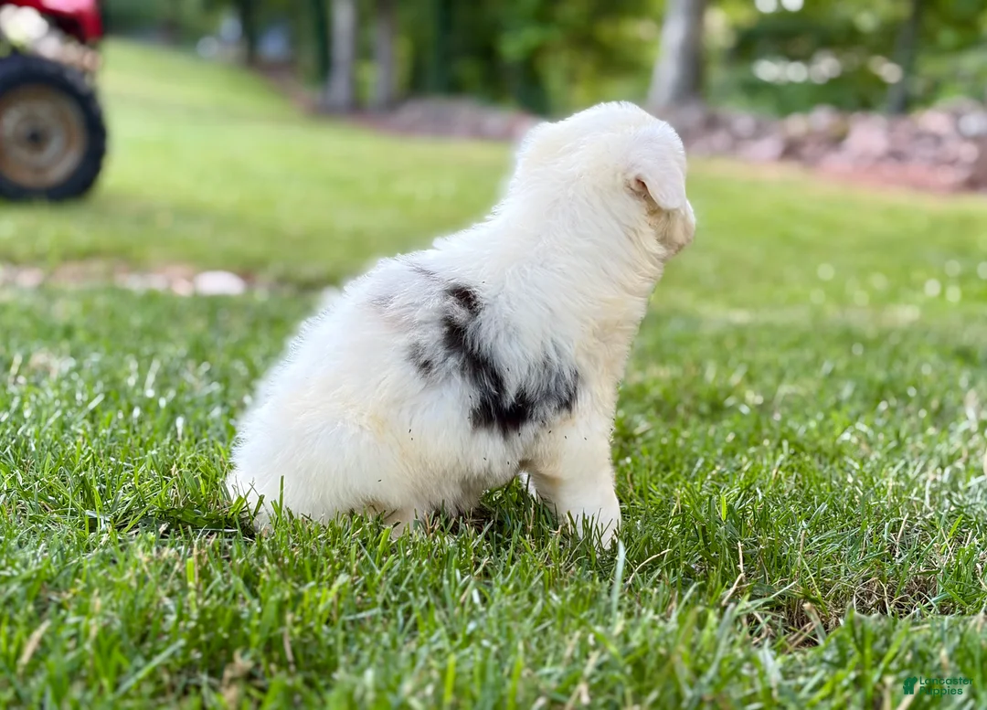 Australian Shepherd dogs for sale: Maggie - Ad 3